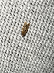 Blastobasis glandulella