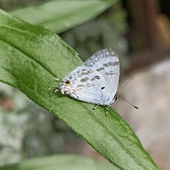 Hypolycaena kina