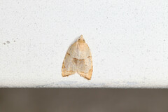 Coelostathma discopunctana