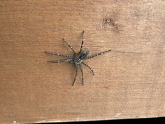 Dolomedes scriptus