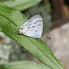Hypolycaena kina