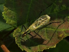 Oecanthus nigricornis