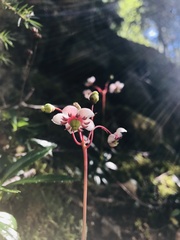 Chimaphila umbellata