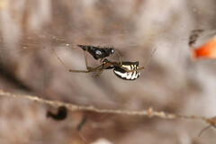 Frontinella pyramitela