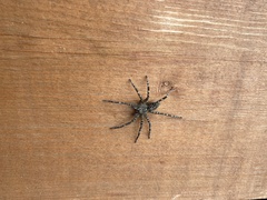 Dolomedes scriptus