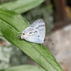 Hypolycaena kina