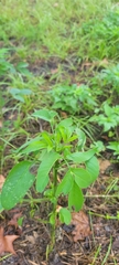 Bidens alba