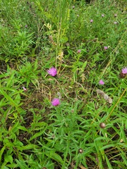 Centaurea nigra