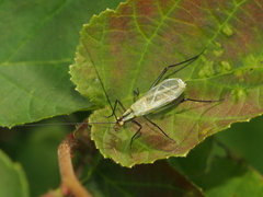 Oecanthus nigricornis