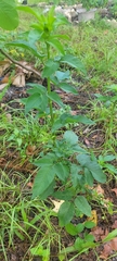 Bidens alba