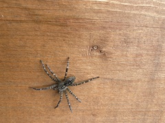 Dolomedes scriptus