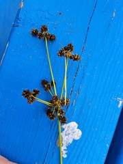 Scirpus