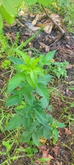 Bidens alba