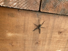 Dolomedes scriptus