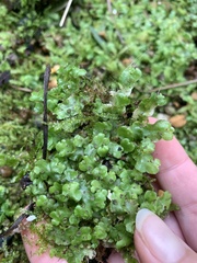 Lunularia cruciata