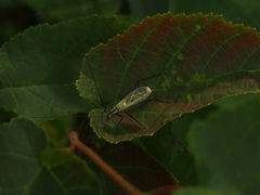 Oecanthus nigricornis