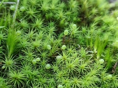 Bartramia stricta