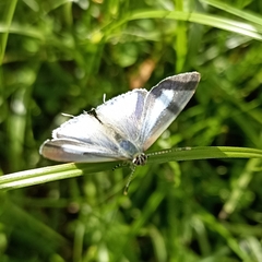 Hypolycaena kina