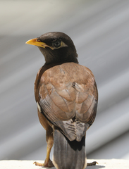 Acridotheres tristis