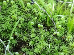 Bartramia stricta