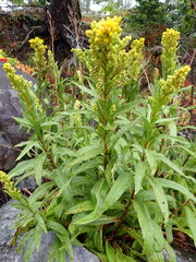Solidago sempervirens