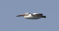 Pelecanus conspicillatus