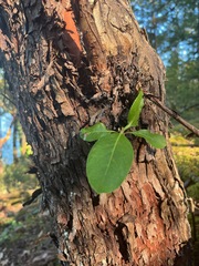 Arbutus menziesii