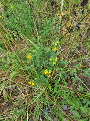 Lotus corniculatus