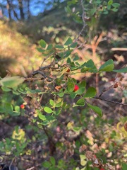Rosa gymnocarpa