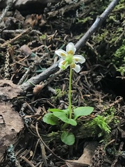 Moneses uniflora