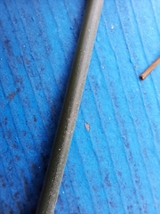 Schoenoplectus acutus