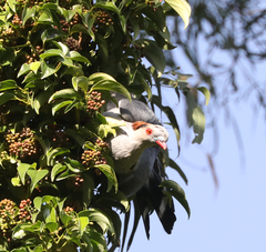 Lopholaimus antarcticus