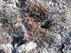 Elatine brachysperma