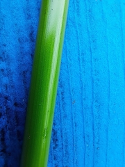 Schoenoplectus acutus