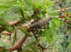 Thericles obtusifrons