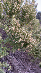 Baccharis pilularis