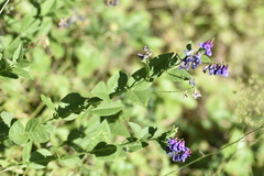 Vicia unijuga