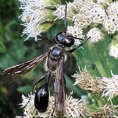 Isodontia