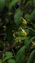 Impatiens stenantha