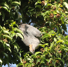 Lopholaimus antarcticus