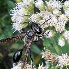 Isodontia
