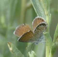 Brephidium exilis