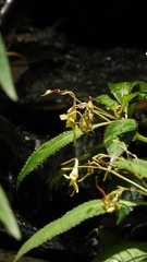 Impatiens stenantha