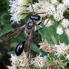 Isodontia