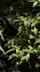 Impatiens stenantha