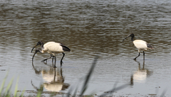 Threskiornis molucca