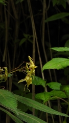 Impatiens stenantha
