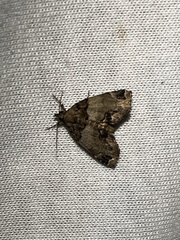 Cutina distincta