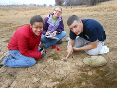 Elatine brachysperma