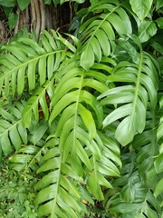 Epipremnum pinnatum